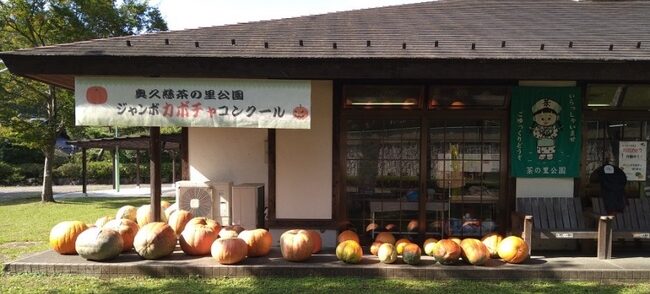 重さ、美しさ競うカボチャコンクール　２２日 奥久慈茶の里公園（茨城・大子町）