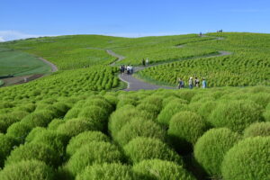 秋風に揺れる緑の丘 国営ひたち海浜公園(茨城・ひたちなか市)