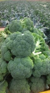 採れたてのブロッコリーの写真