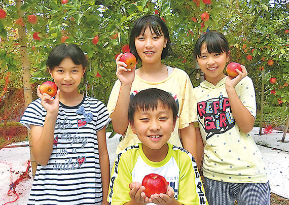 リンゴ狩り始まる　「黒田りんご園」（茨城・大子町）