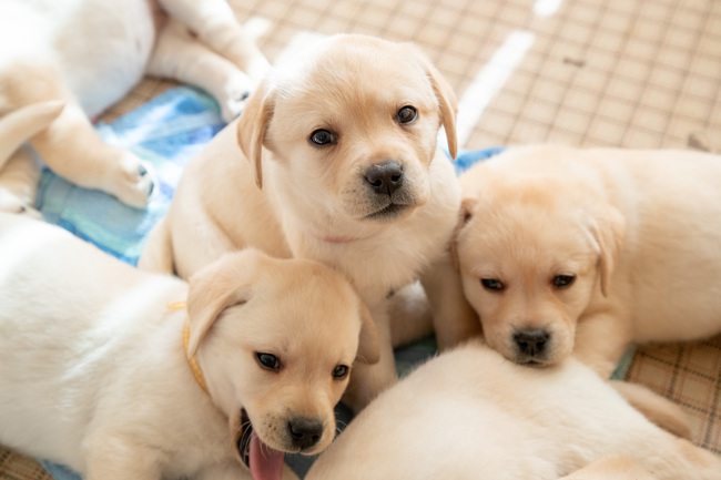 盲導犬育成ボランティア募集　いばらき盲導犬協会（茨城・ひたちなか市）