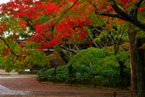古寺に映えるモミジ　見頃は11月下旬～12月初旬　長勝寺（茨城・潮来市）