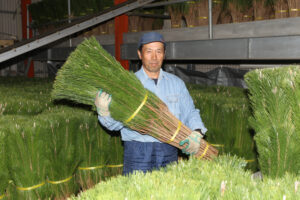 幸せ願いワカマツ出荷 東京から全国へ 砂地ゆえの日本一の産地(茨城・神栖市)