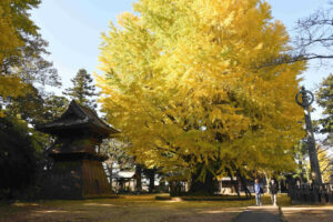樹齢千年の風格 見頃は11月下旬~12月上旬 西蓮寺(茨城・行方市)