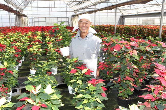 ポインセチアの出荷スタート　首都圏中心に２万鉢 大久保花園（茨城・鉾田市）