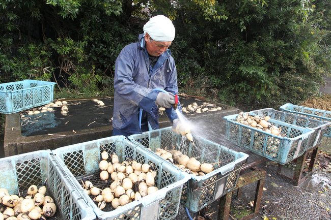 レンコンの収穫がピーク　先を見通す縁起物（茨城・行方市）