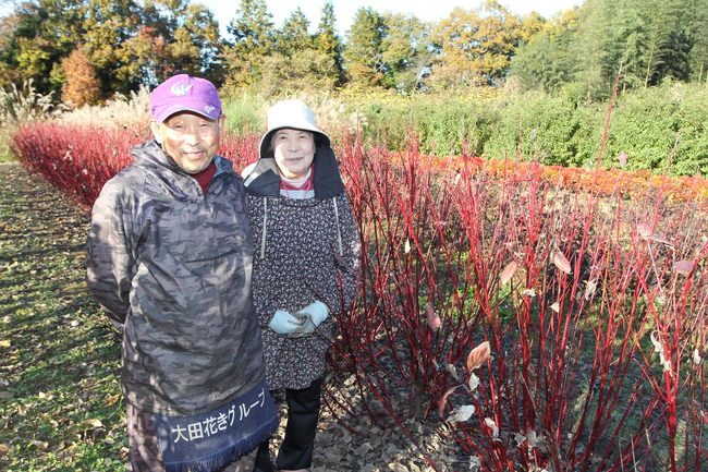 サンゴミズキの出荷盛期（茨城・常陸大宮市）