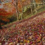 遅れて染まる峠のモミジ　見頃は1２月初旬～中旬　もみじ谷（茨城・土浦市）