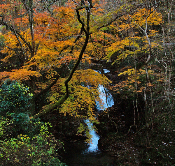 秋が２段瀑を染める　見頃は11月中旬～下旬　横川の下滝（茨城・常陸太田市）