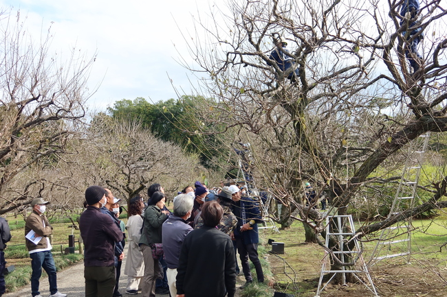 梅のせん定見学会　偕楽園で９日 名工が技披露（茨城・水戸市）