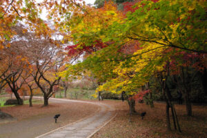 街なかで紅葉狩り 見頃は11月中旬~下旬 もみじ谷(茨城・水戸市)