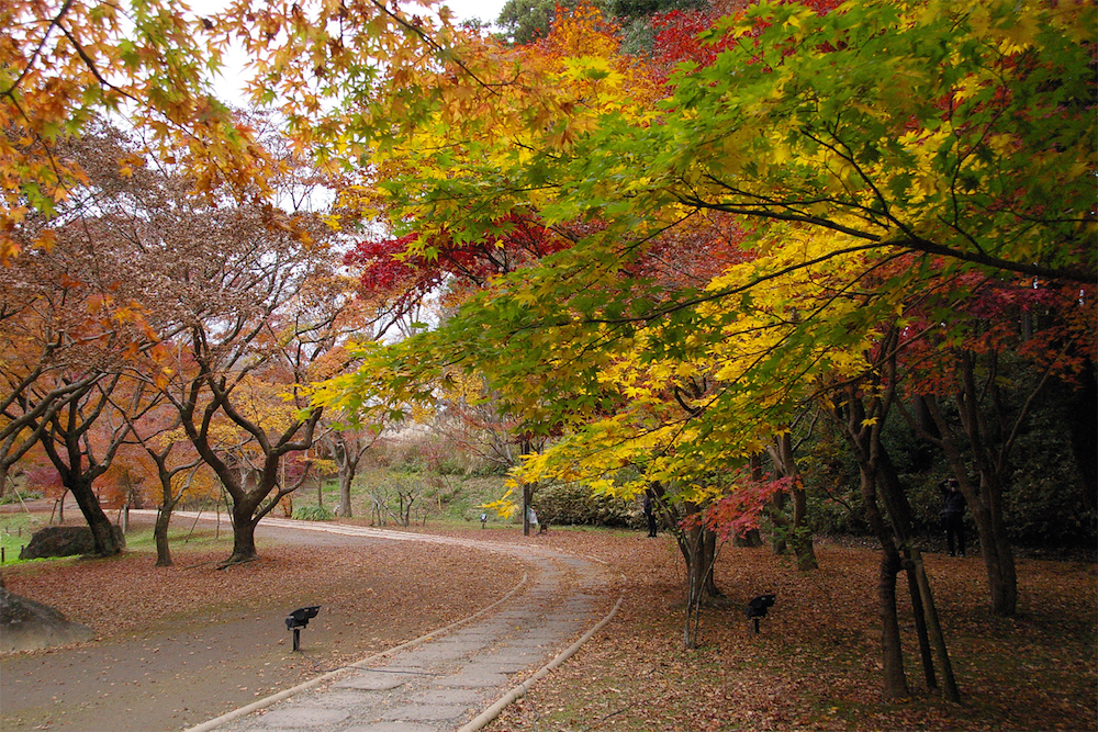 街なかで紅葉狩り　見頃は11月中旬～下旬　もみじ谷（茨城・水戸市）