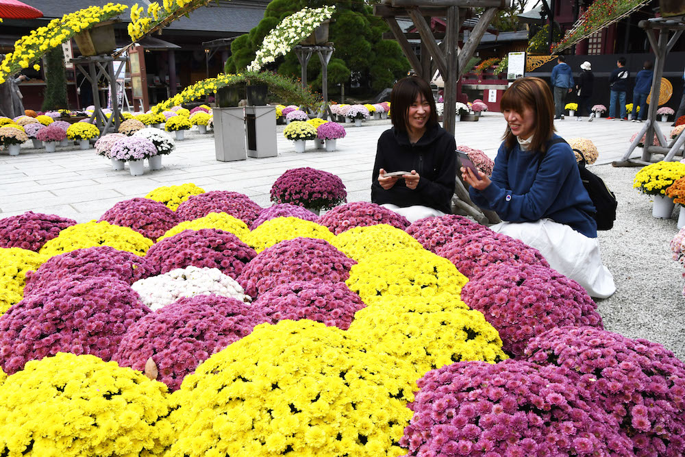 陶芸の町を菊が彩る　市内に１万鉢 笠間の菊まつり ２４日まで（茨城・笠間市）