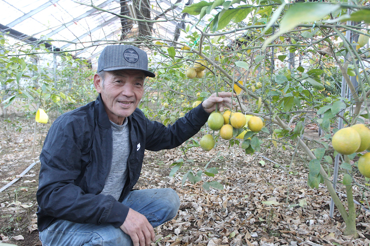 レモン２度目の収穫期　マイタケから転身の飯塚さん（茨城・鉾田市）