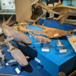 「３０年のありったけ」展　県自然博物館で３０周年記念企画展　お宝標本の展示、人気体験の再現など（茨城・坂東市）