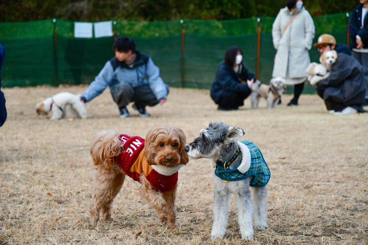 期間限定ドッグランオープン　国営ひたち海浜公園（茨城・ひたちなか市）