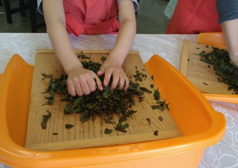 奥久慈茶で和紅茶作り　「奥久慈茶の里公園」で体験会（茨城・大子町）