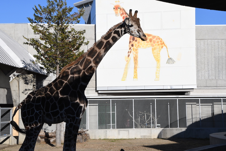 キリンのチャカとニコ　よろしくね　霞ケ浦 どうぶつとみんなのいえ（茨城・行方市）