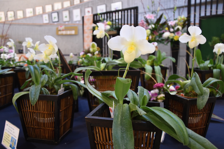 情熱注いだ純白のラン展　水戸市植物公園（茨城・水戸市）