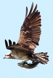 2月2・16日 涸沼で野鳥観察パックツアー 水戸駅から送迎バス(茨城・水戸市)