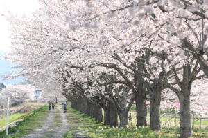 「今年こそ」の思い高ぶるサクラまつり　大池公園《見頃は３月下～４月上旬》（茨城・笠間市）