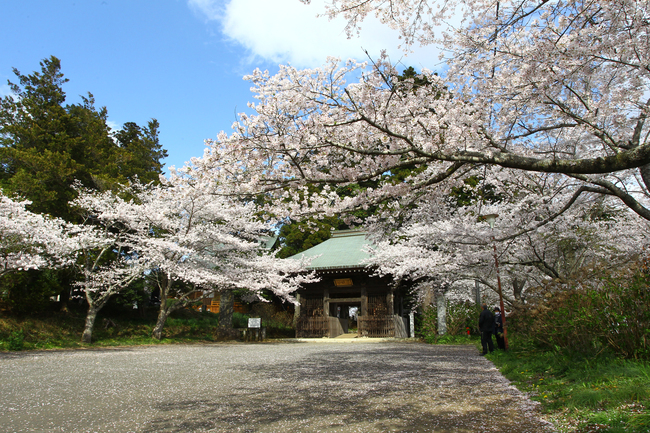 イチョウの名所で「さくらマルシェ」　西蓮寺《見頃は３月下～４月上旬》（茨城・行方市）