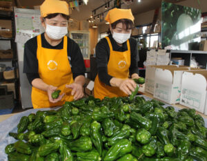 艶やか 春ピーマン入荷中(茨城・神栖市)