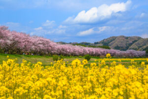 菜の花との共演の桜堤　辰ノ口親水公園《見頃は３月下旬～４月上旬》（茨城・常陸大宮市）