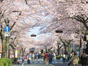市民らが育てた祭り 60歳 平和通り、かみね公園ほか《見頃は4月上旬~中旬》(茨城・日立市)