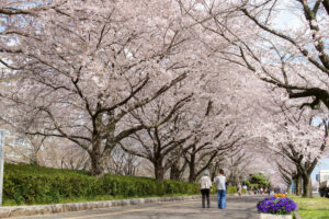 県都の新花見スポット 県庁舎《見頃は3月下~4月上旬》(茨城・水戸市)