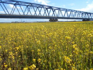 一面黄色の菜の花イベント　久慈川河川敷で4月（茨城・日立市）