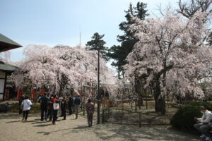 開花予想は東京基準　六地蔵寺《見頃は３月下旬》（茨城・水戸市）