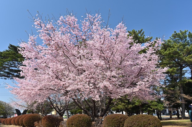 いち早く街を染める若き大漁桜　高正Ｕ＆Ｉセンターホール《見頃は3月中旬》（茨城・鹿嶋市）