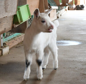 両前脚に❤マーク　森林公園の赤ちゃんヤギ（茨城・水戸市）