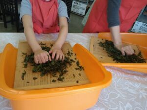 「和紅茶」「手もみ茶」作り体験　奥久慈茶の里公園（茨城・大子町）