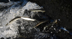 久慈川に稚アユのきらめき　常陸太田の堰（茨城・常陸太田市）