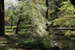 喜雨亭の庭 養浩園を特別公開 4月19・20日(茨城・常陸大宮市)