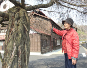 戦災桜が今年も開花 樹皮一枚から再起 日立武道館敷地内(茨城・日立市)
