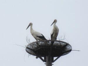 コウノトリが抱卵中　3年連続 市職員が優しくが見守る（茨城・行方市）