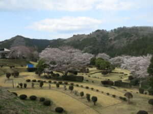 20日に「桜まつり」 やすらぎの里公園(茨城・常陸大宮市)