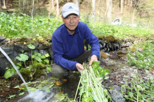 湧水が育てる春物ワサビ 八溝山麓(茨城・大子町)