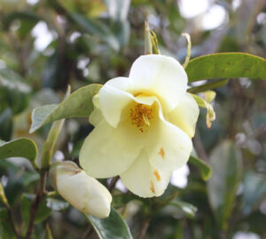 金花茶 ２５年経て開花　若林さんが庭で栽培（茨城・鹿嶋市）