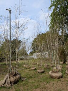 落葉樹にこだわり庭作り２０年　「自然樹院」の上野さん（茨城・笠間市）