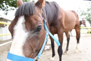 乗馬少年団仲間募集 「東海馬事苑」で活動(茨城・東海村)