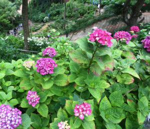1万株のあじさい祭り 二本松寺で30日まで(茨城・潮来市)