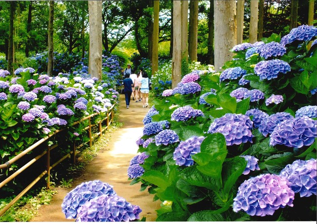 ひぬまあじさいまつり 涸沼自然公園で7月13日まで(茨城・茨城町)