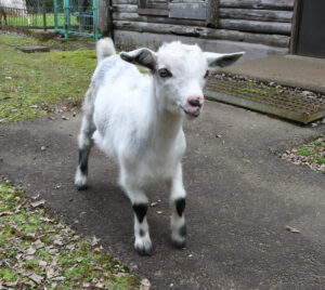 2匹目のハートヤギ見つかる 市森林公園 名前は「カイト君」(茨城・水戸市)