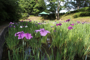 はにわ公園のハナショウブ 見頃は6月中旬まで(茨城・ひたちなか市)