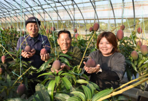 感動のマンゴー収穫期 「もういいよ」の声が次々 荒木田さんのほ場(茨城・行方市)