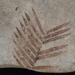 恐竜じゃない生物 紹介　植物、巣穴、うんち …　坂東・県自然博物館で企画展（茨城・坂東市）